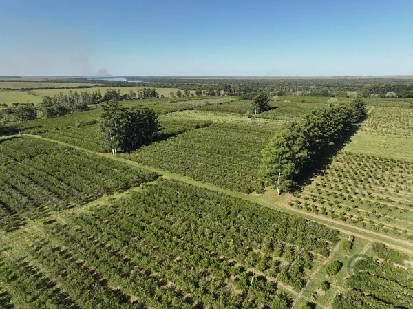 Finca rústica de 115 ha en venta en Corrientes