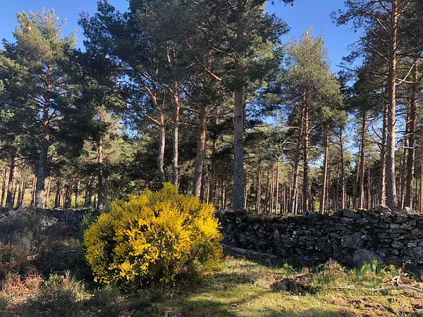 Finca rústica de 170 ha en venta en Cáceres