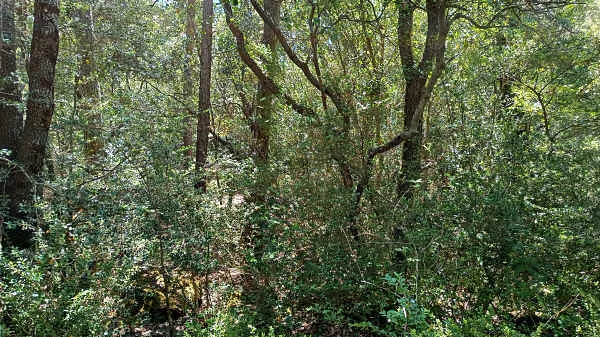Finca rústica de 1,1 ha en venta en l'Albiol, Tarragona