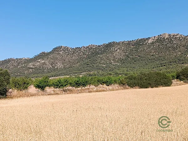 Spot image
