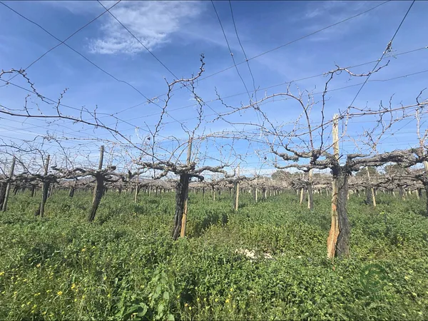 Finca agrícola de 1,1554 ha en venta en Aspe pedanias, Alicante