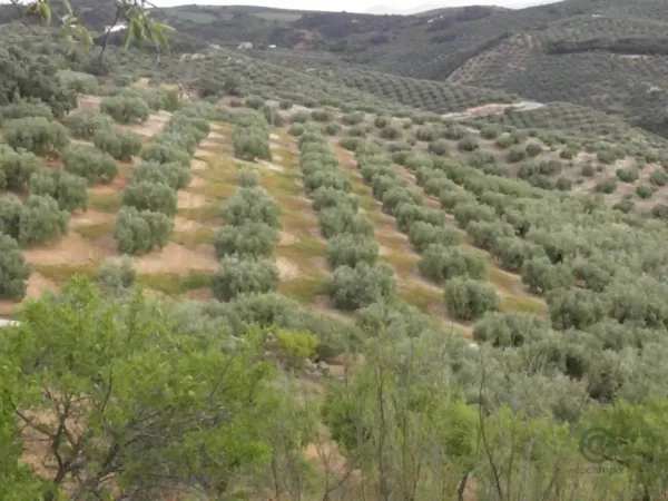 Finca agrícola de 3,06 ha en venta en Zagra, Granada