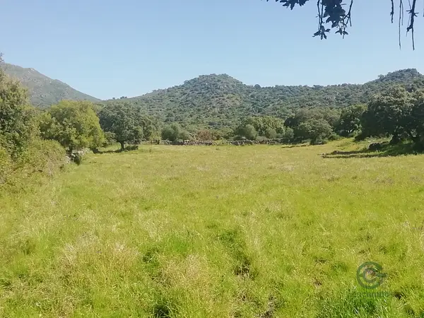 Spot image