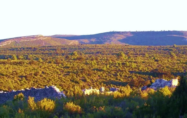 Spot image
