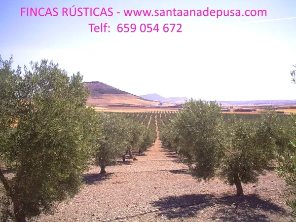 Finca agrícola de 29 ha en venta en Toledo