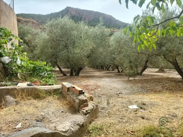 Spot image