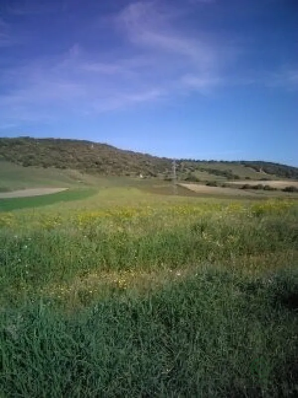 Spot image