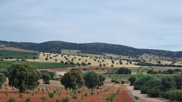 Spot image