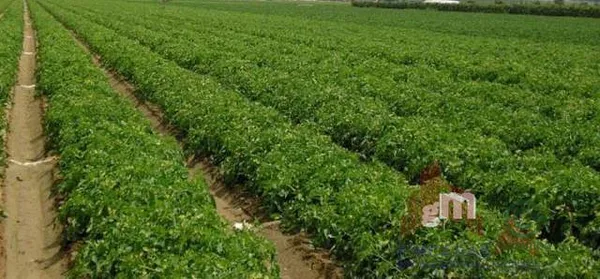 Finca agrícola de 48 ha en venta en Miajadas, Cáceres