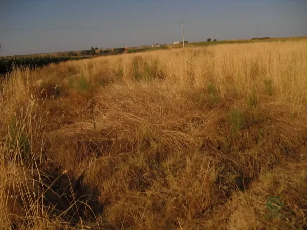 Finca agrícola de 2 ha en venta en Cáceres
