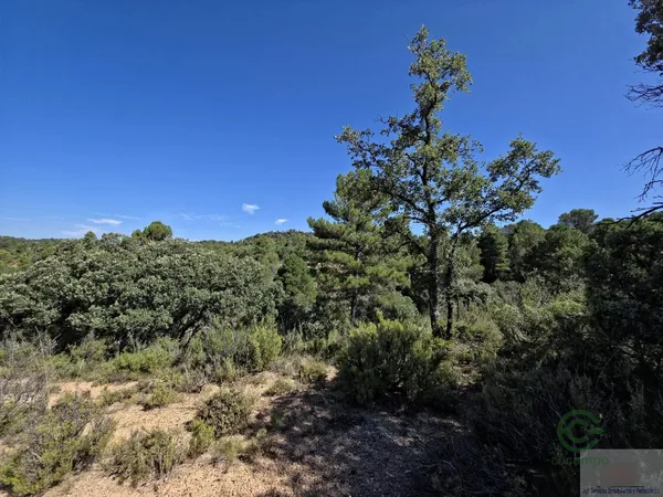 Spot image
