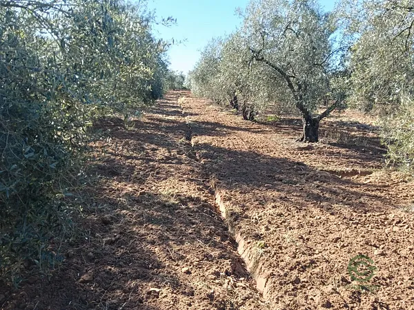 Finca agrícola de 0,5 ha en venta en Pilas, Sevilla