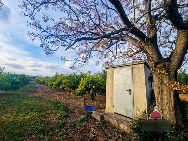 Finca agrícola de 0,2329 ha en venta en Calig, Castellon
