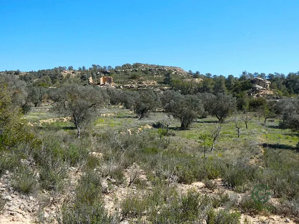 Spot image