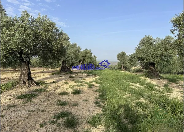 Finca agrícola de 3 ha en venta en Córdoba, Córdoba