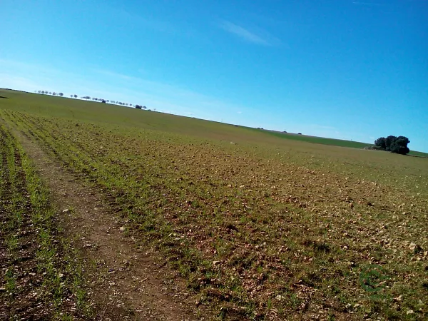 Finca agrícola de 8 ha en venta en Guadalajara