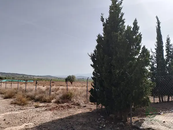 Spot image