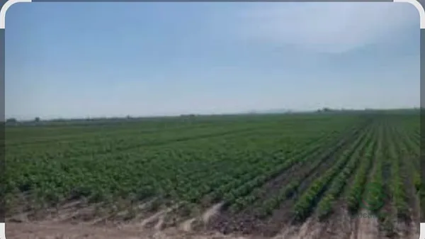 Finca agrícola de 0,85 ha en venta en Lorca, Murcia