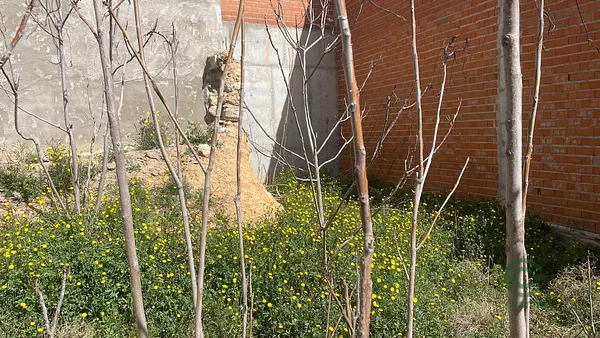 Spot image