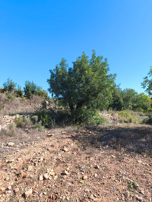 Finca agrícola de 1,28 ha en venta en Valencia