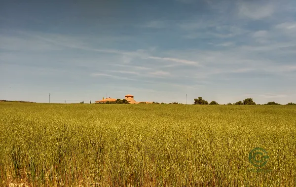 Spot image