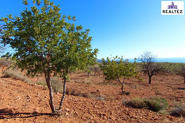 Spot image
