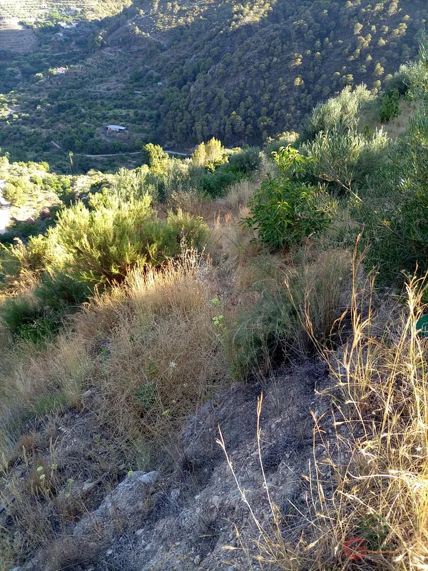 Spot image