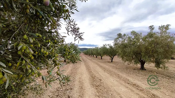 Agricultural property of 0,6 ha for sale in Alicante