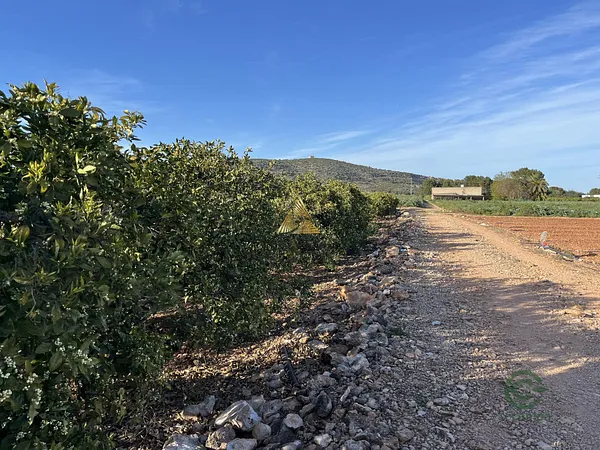 Finca agrícola de 0,6 ha en venta en Benicarló, Castellón