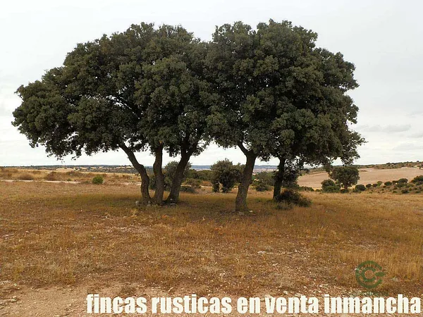Finca cinegética de 335 ha en venta en Cuenca