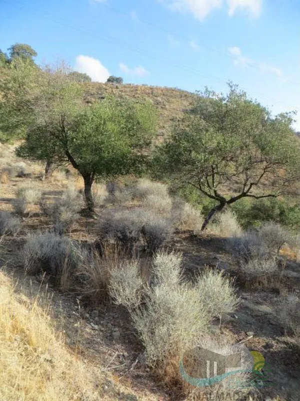 Spot image