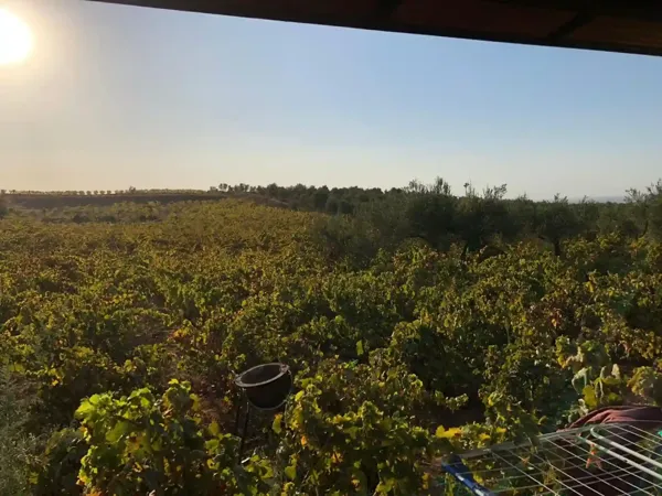 Finca agrícola de 2,2 ha en venta en Villalba del alcor, Huelva