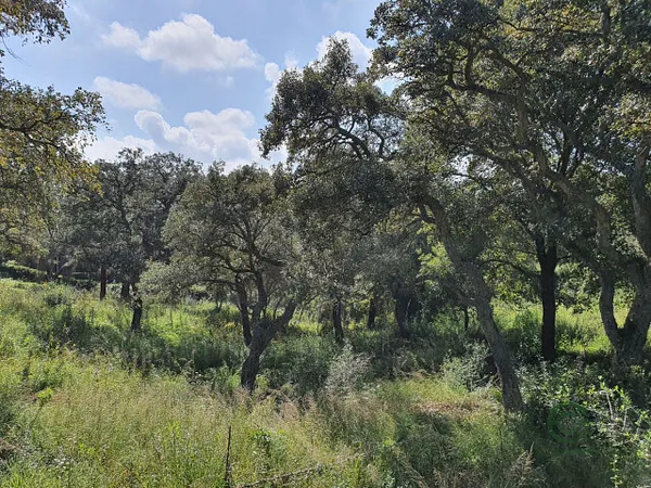 Finca rústica de 0,21 ha en venta en Sotogrande, Cádiz