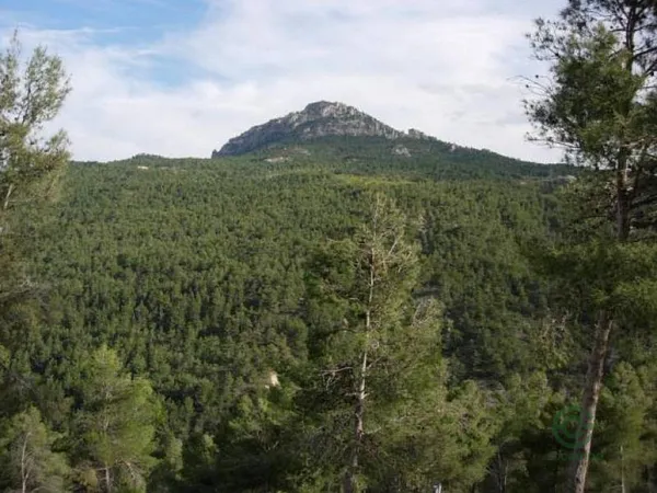 Spot image