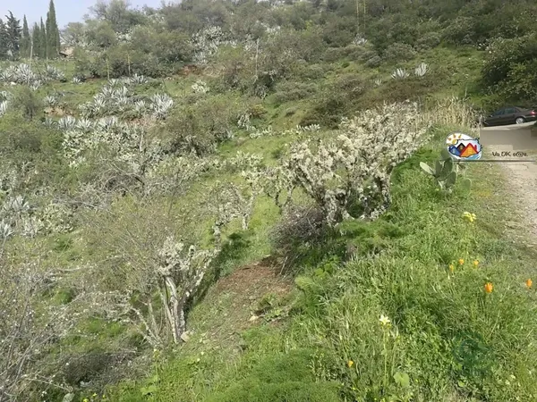 Spot image