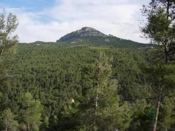 Spot image