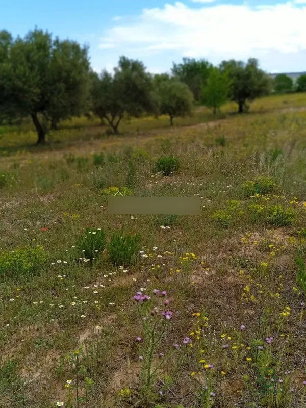Spot image