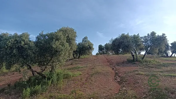 Finca agrícola de 3,99 ha en venta en Jaén