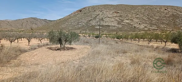 Spot image