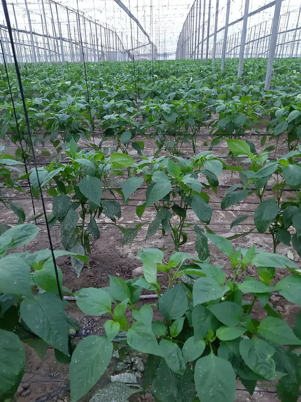 Finca agrícola de 0,7392 ha en venta en Motril, Granada