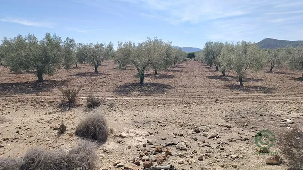 Spot image