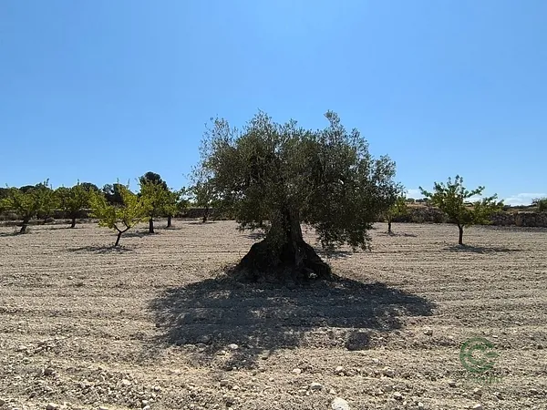 Spot image