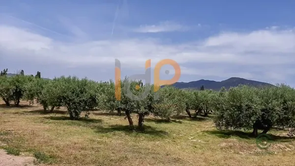 Spot image