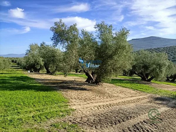 Finca agrícola de 1,788 ha en venta en Sabiote, Jaen