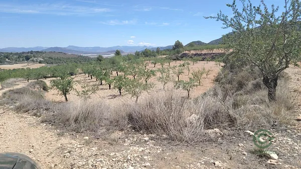 Spot image