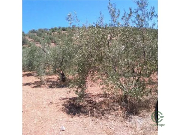 Finca agrícola de 9,5931 ha en venta en Moron de la frontera, Sevilla