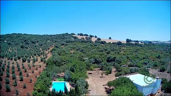 Spot image