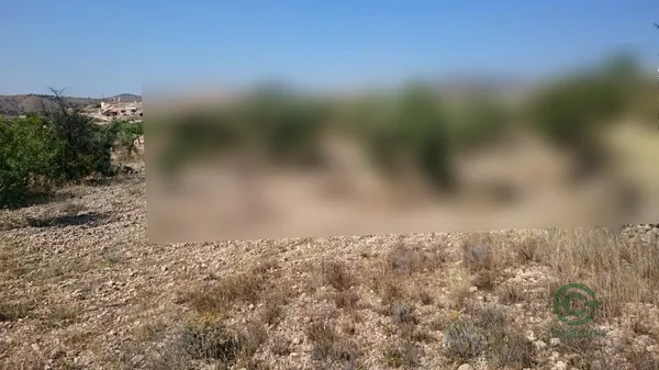 Spot image