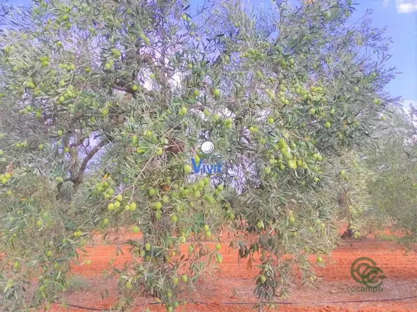 Finca agrícola de 5 ha en venta en Alcala de guadaira, Sevilla
