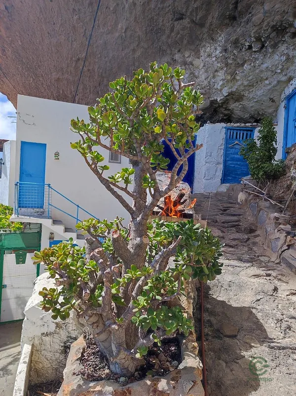 Spot image